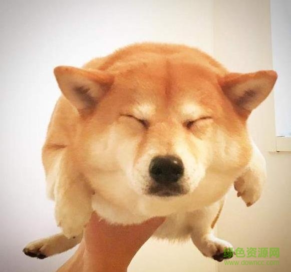 柴犬maruko游泳gif